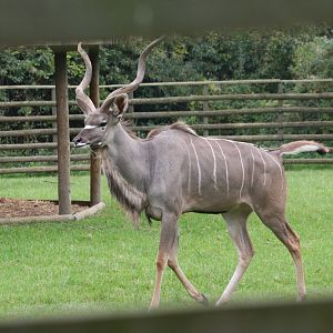 Greater Kudu @ Howletts 17.10.06