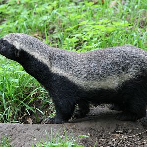 Honey Badger @ Howletts 17.10.06