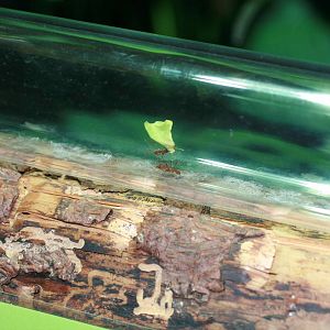 Leafcutter ants Atta sp.