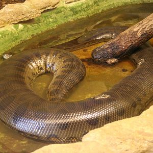 Green Anaconda @ Cotswold 12.03.06