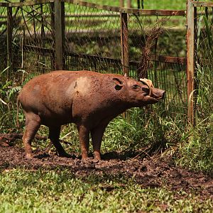 North Sulawesi babirusa (Babyrousa celebensis)