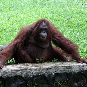 Sumatran orangutan (Pongo abelii)