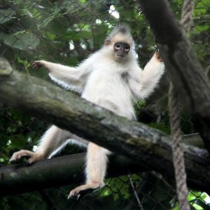 Mitered surili (Presbytis mitrata)