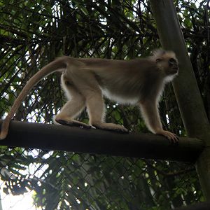 Mitered surili (Presbytis mitrata)