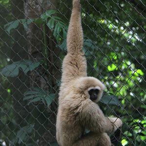 Bornean white-bearded gibbon, (Hylobates albibarbis)