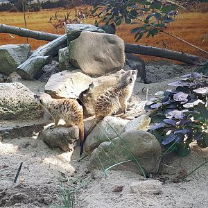 Meerkats