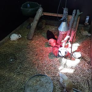 Rabbit and chicken-stable