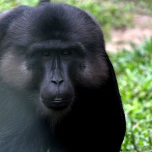 Tonkean macaque (Macaca tonkeana)
