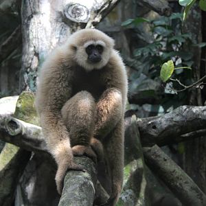 Bornean white-bearded gibbon, (Hylobates albibarbis)