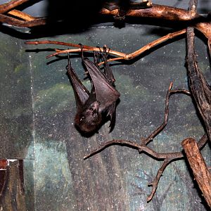 Lyle's flying fox (Pteropus lylei)