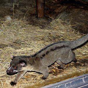 small-toothed palm civet (Arctogalidia trivirgata)