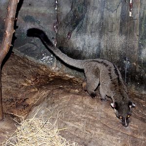 small-toothed palm civet (Arctogalidia trivirgata)