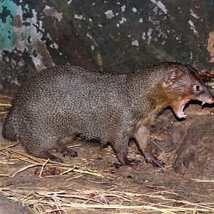 Javan mongoose (Herpestes javanicus)