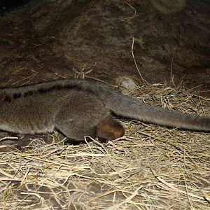 small-toothed palm civet (Arctogalidia trivirgata)