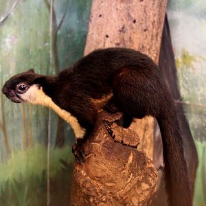 black giant squirrel or Malayan giant squirrel (Ratufa bicolor)