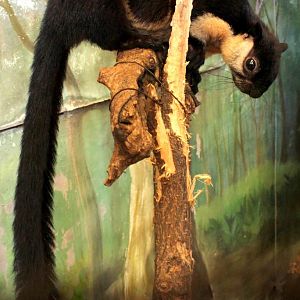 black giant squirrel or Malayan giant squirrel (Ratufa bicolor)