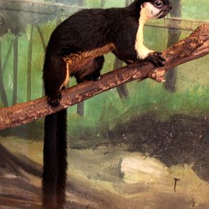 black giant squirrel or Malayan giant squirrel (Ratufa bicolor)