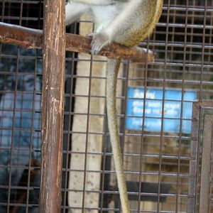 Green monkey (Chlorocebus sabaeus)