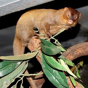 Javan mongoose (Herpestes javanicus)