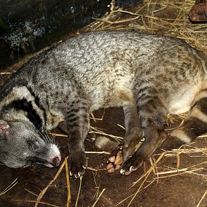 large Indian civet (Viverra zibetha)