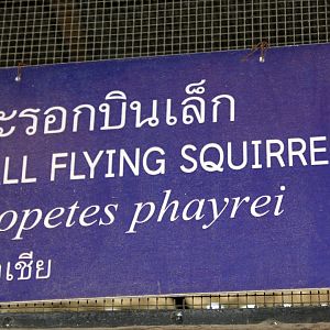Indochinese flying squirrel (Hylopetes phayrei) exhibit