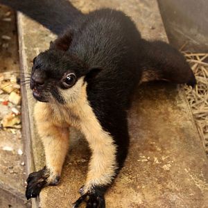 black giant squirrel or Malayan giant squirrel (Ratufa bicolor)