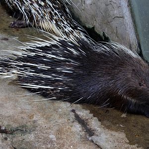 Malayan porcupine (Hystrix brachyura)
