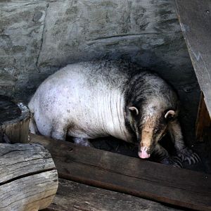 Greater Hog badger (Arctonyx collaris dictator)
