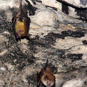 buffy flower bat (Erophylla sezekorni)