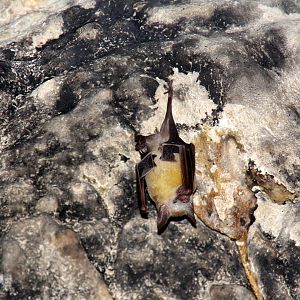 buffy flower bat (Erophylla sezekorni)