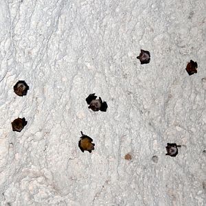 buffy flower bat (Erophylla sezekorni)