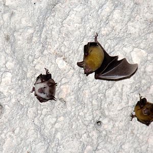 buffy flower bat (Erophylla sezekorni)
