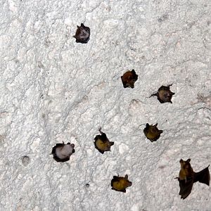 buffy flower bat (Erophylla sezekorni)