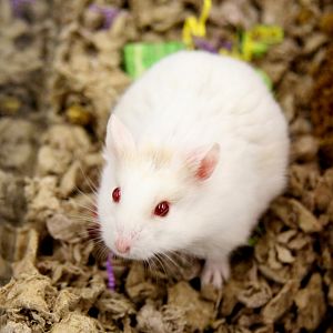 Campbell’s dwarf hamster (Phodopus campbelli) albino