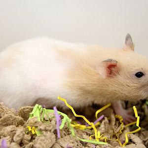 Golden hamster (Mesocricetus auratus)