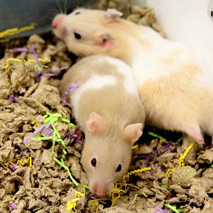 Golden hamster (Mesocricetus auratus)