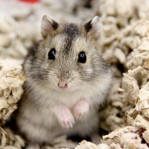 Campbell’s dwarf hamster (Phodopus campbelli)
