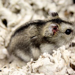 Campbell’s dwarf hamster (Phodopus campbelli)