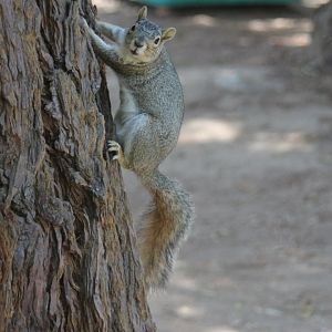 eastern gray squirrel (Sciurus carolinensis)