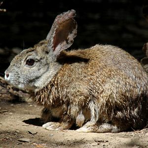riparian brush rabbit (Sylvilagus bachmani riparius)