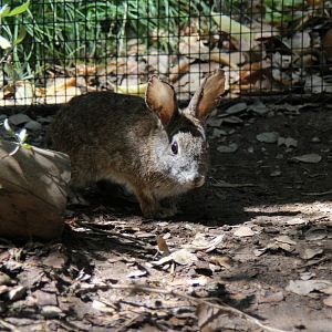 riparian brush rabbit (Sylvilagus bachmani riparius)
