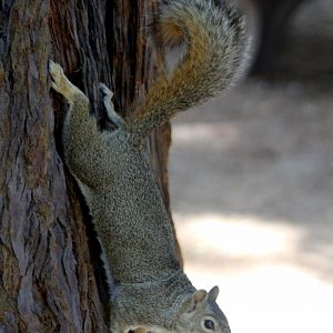 eastern gray squirrel (Sciurus carolinensis)
