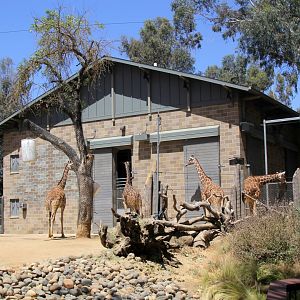 Giraffe exhibit