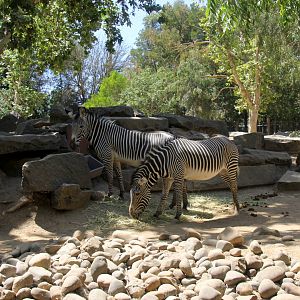 Grevy's Zebra exhibit