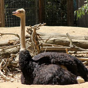 ostrich (Struthio camelus)