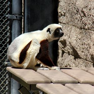 Coquerel's sifaka (Propithecus coquereli)