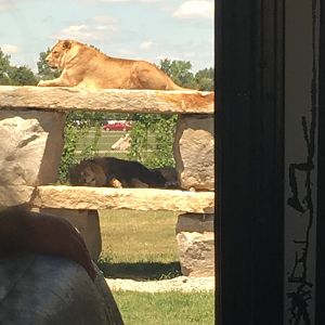 Lions at Simba Lion Country
