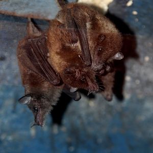 Geoffroy's tailless bat (Anoura geoffroyi)