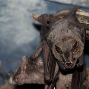 Jamaican, common or Mexican fruit bat (Artibeus jamaicensis)