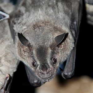 Jamaican, common or Mexican fruit bat (Artibeus jamaicensis)